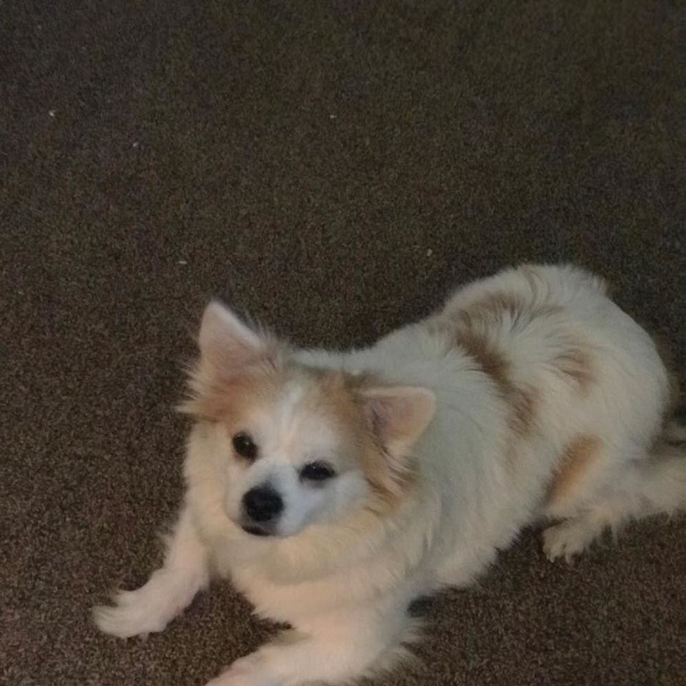 Meet your Posher, Sherry